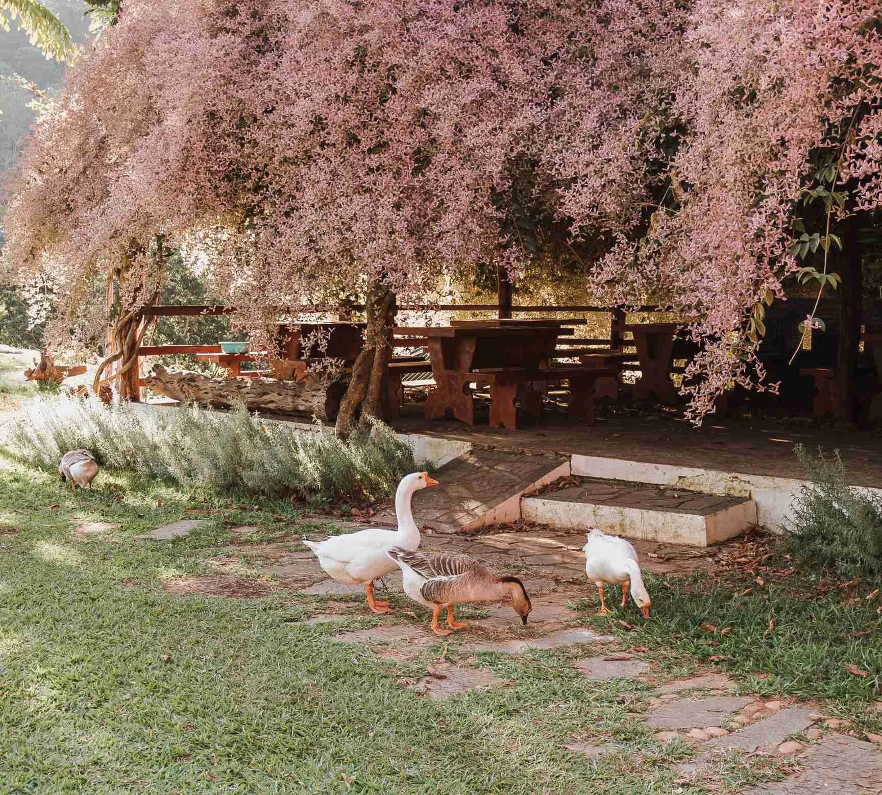Chalé Azaleia Rosa — foto 5